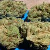 Where to buy Cannabis in New Jersey, Changa DMT Near Me Fort Lee NJ, Buy THC Carts in Red Bank NJ, Buy Herbal Incense online North Bergen NJ